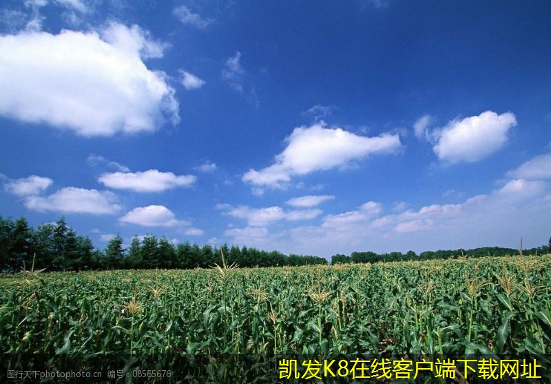 凱發(fā)app官網入口道路護欄在人行道安全中