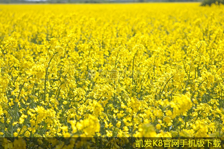 波形梁護欄的智能化發(fā)展趨勢
